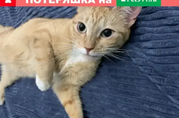 Найдена рыжая кошка в Санкт-Петербурге