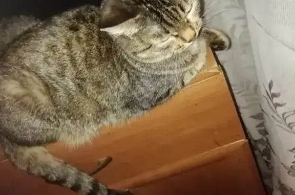 Кошки потеряшки, Ульяновск, фото: Потеряшка кошка Маруся на ул. Солнечная 12, Ульяновск