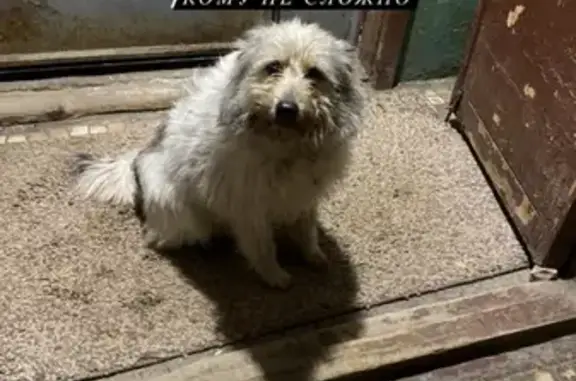 Собака Цук найдена в Ульяновске