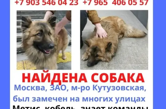 Найдена собака в ЗАО, Москва, на Кутузовской.