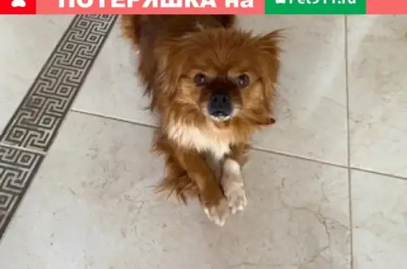 Найдена собачка на ул. Крымская, Анапа
