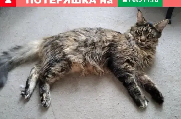 Пропала кошка на улице Максима Горького, 66А