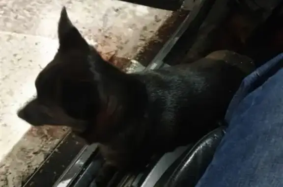 Найдена маленькая черная собачка на заправке Лукойл, Волгоградский пр. 39с1