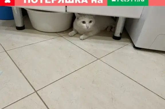 Найдена ласковая белая кошка на ул. Полтавская 2, Москва
