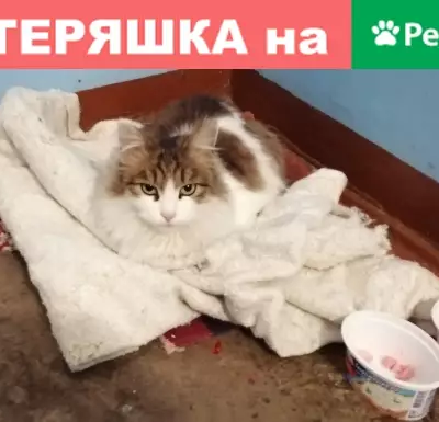 Найдена домашняя кошка на ул. Красных Партизан, д.12, подъезд 1 (Н.Новгород)