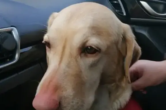 Найдена собака Лабрадор на Чертановской улице, ищет передержку.