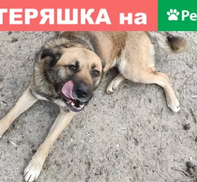 Найдена собака на Поляковском шоссе в Таганроге