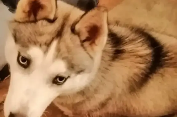 Найденные животные Ростов-на-Дону, фото: Найдена Хаски на Берберовке, Ростов-на-Дону