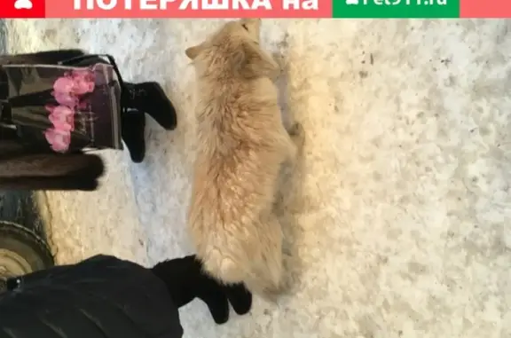Найдена кошка-собака возле остановки Ленина в Омске