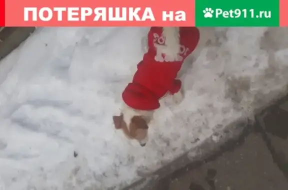 Собака в красной Адидаске найдена в Калининграде