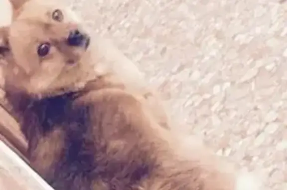 Пропала собака Барсик во Владикавказе