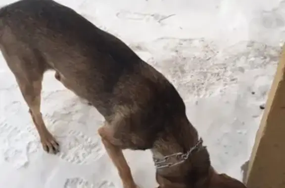 Найден пес возле 18 школы в Йошкар-Оле