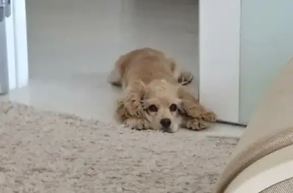 Собаки потеряшки, Томск, фото: Потеряшка палевая собака в Томске.