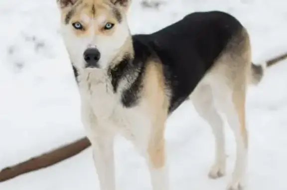 Пропала собака в Одинцово: сука, голубые глаза, желтый ошейник, чип.