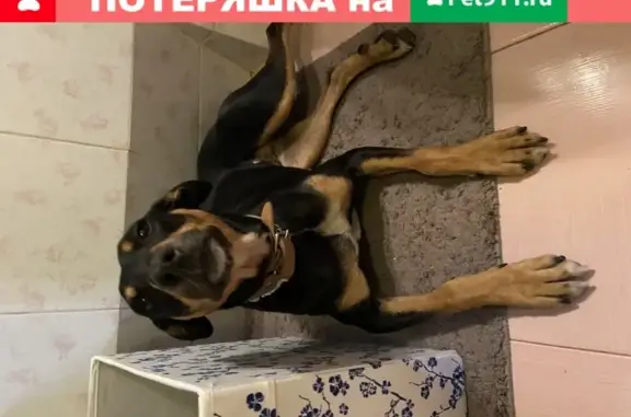 Найдена собака похожая на добермана в Краснодаре