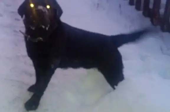Собака найдена в Лесном, Барнаул, Алтайский край.