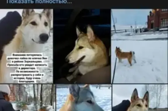 Пропала собака Янка в деревне Петровский Участок