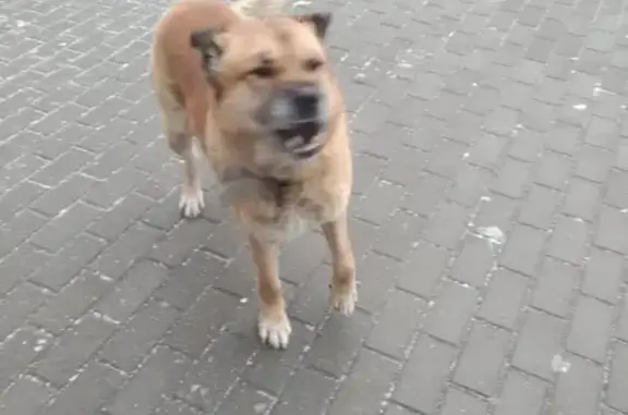 Найдена собака у м. Новогиреево