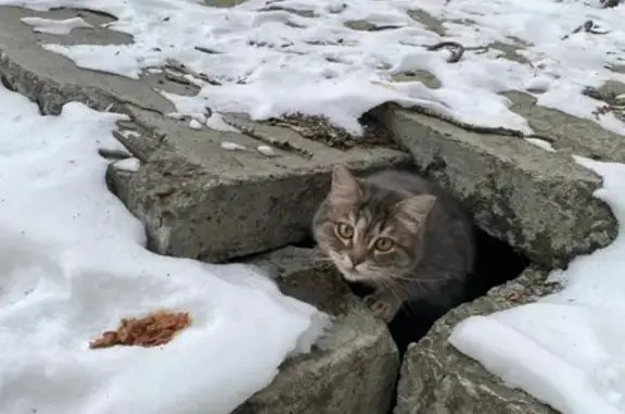 Найден домашний кот на Красноармейской-Тверитина