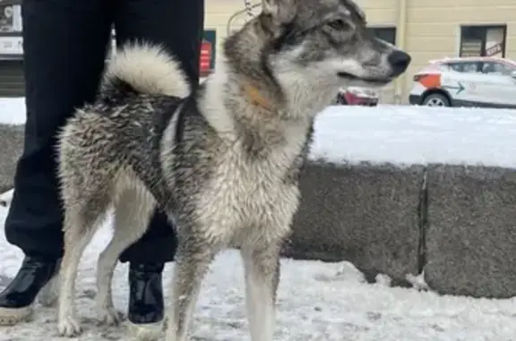 Собака найдена на Новой Голландии, СПб