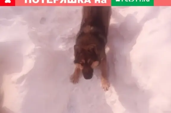 Собака найдена на юго-западе Екатеринбурга.