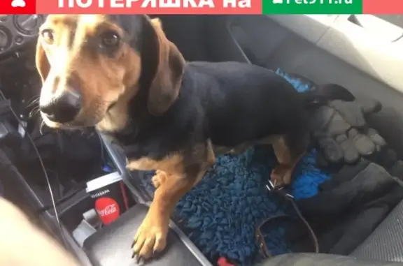 Найдена собака Метис в Калужской области.