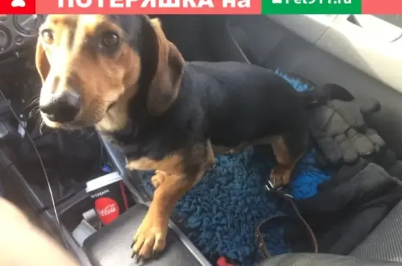 Найдена собака на Варшавском шоссе, бежал в сторону Подольска