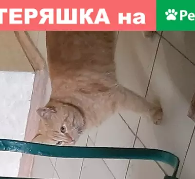 Пропал рыжий кот на ул. Дзержинского, Аксай