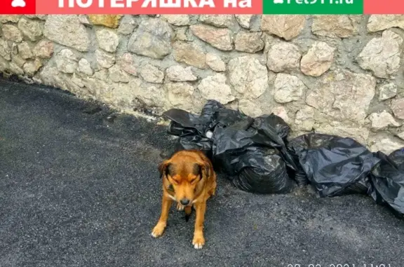 Найдена собака в Ялте с ошейником