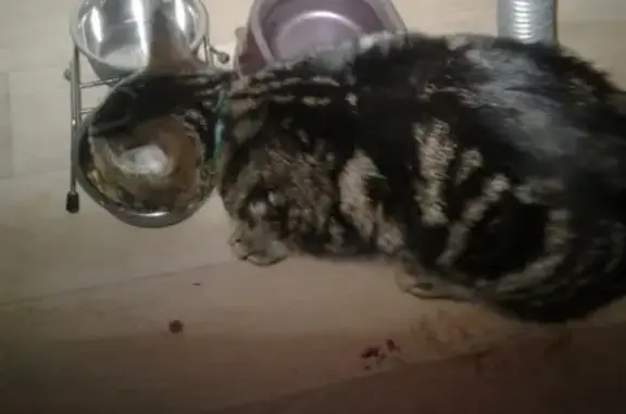 Найден кот тигрового окраса в Ростове