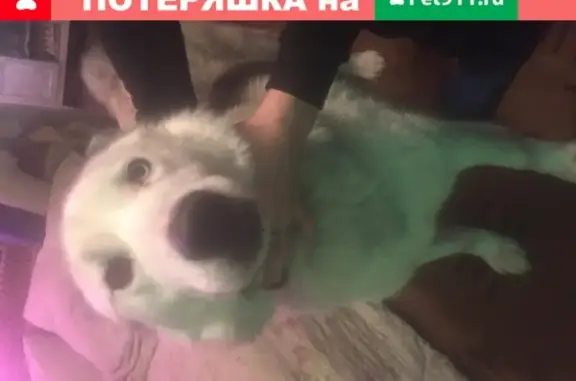 Найдена собака Маламут в Иваново