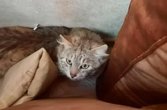 Найдена кошка в подъезде в Сочи
