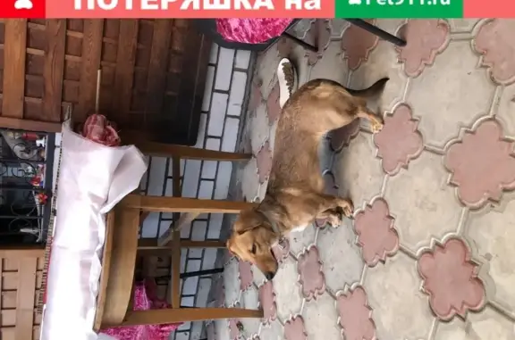 Найдена собака с ошейником в Волгограде