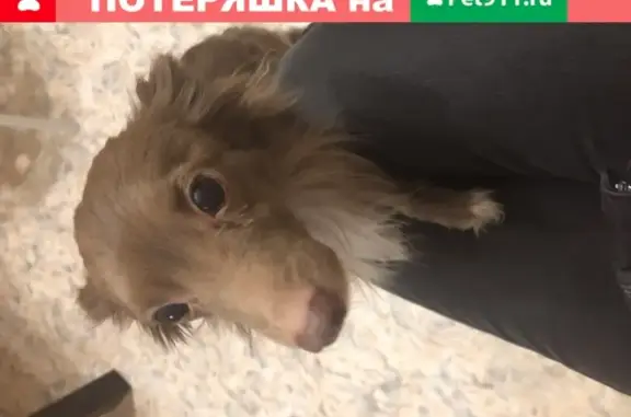 Найдена собака на Молодогвардейцев, Челябинск