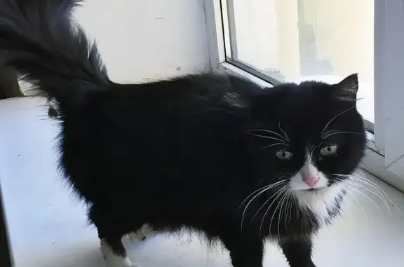 Найдена чёрная кошка с белыми носочками на Каменноостровском проспекте