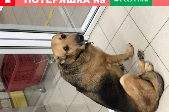 Найдена собака на ул. Н. Юсупова, Казань