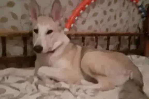 Найдена собака в Москве, ищем хозяина
