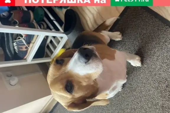 Найдена собака Бигль в Лыткарино