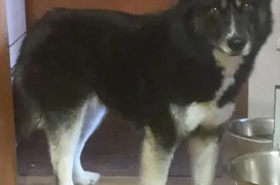 Найдена собака породы Хаски на Елецкой, Москва