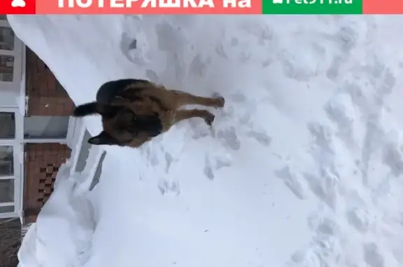 Собака найдена в Черноисточинске, Нижний Тагил
