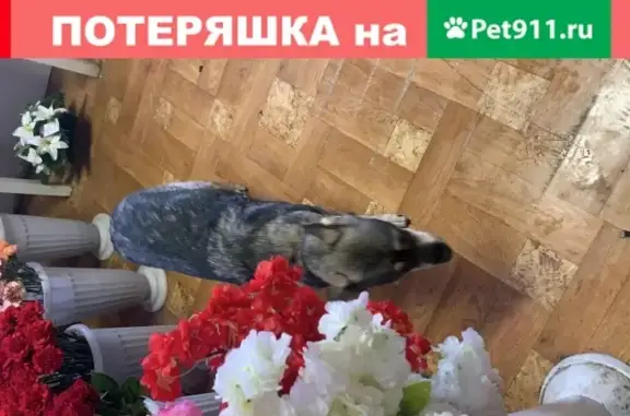 Найдена ласковая собака на Боровском шоссе