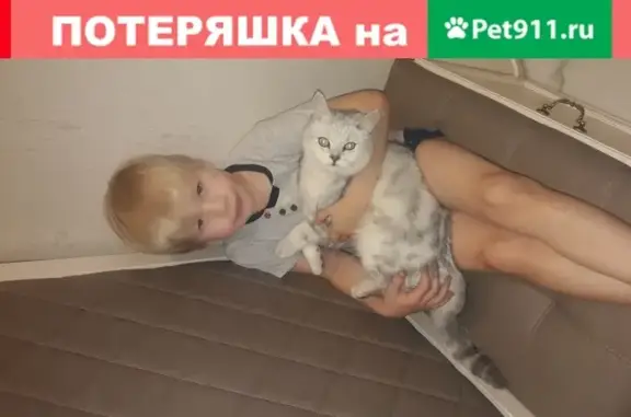 Пропала кошка в ЖК Приуралье, Оренбург 15.02.2021