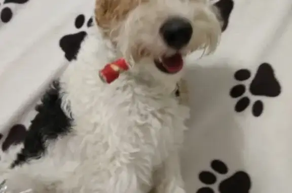 Собаки потеряшки, Томск, фото: Потеряшка собака Фокстерьер в Томске