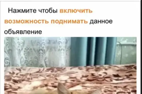 Потерянные животные Ростов-на-Дону, фото: Пропал кот Шафран, район Текучев, вознаграждение 10 т руб.