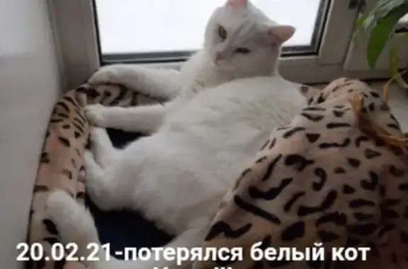 Пропала белая кошка Кот в Барнауле