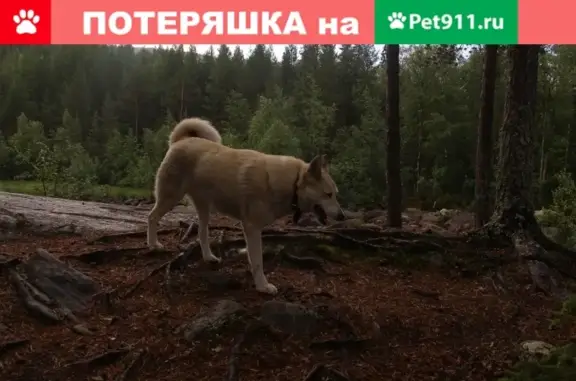 Пропала западносибирская лайка Снежка в Туле