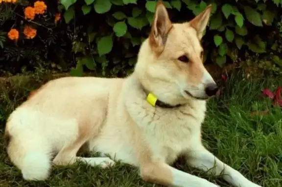 Пропала собака на Новорижском шоссе: ищем лайку ЗСЛ в Истринском районе МО
