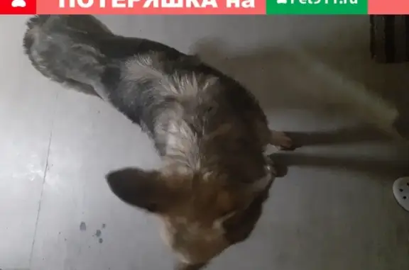Найдена крупная серая собака на Рублёвском шоссе
