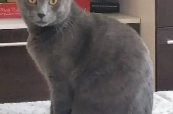 Пропала британская кошка Соня во Владивостоке, ул. Маковского
