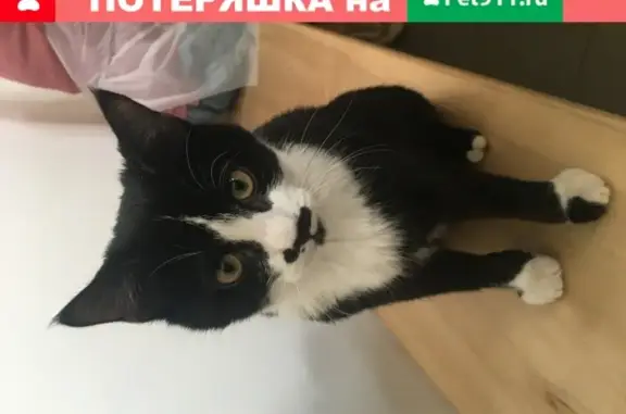 Пропала кошка ДИЗИЛЬ во Владикавказе